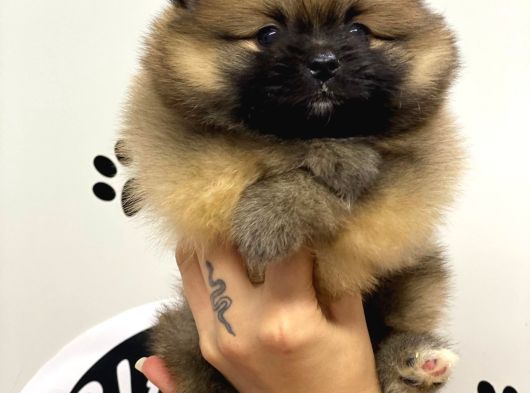 Orange Renk Safkan Pomeranian Boo Yavrular görsel