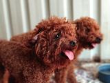 Köre red Braun poodle yavrularımız