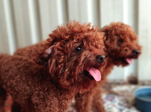 Köre Red Braun Poodle Yavrularımız