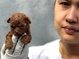 Köre Red Braun Poodle Yavrularımız