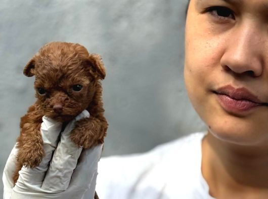 Köre Red Braun Poodle Yavrularımız görsel