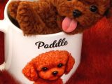 Köre Red Braun Poodle Yavrularımız