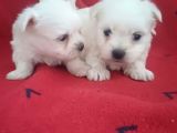 Kore Maltese Terri̇er Mama Malzeme Kampanyalı