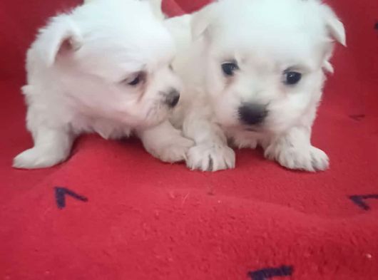 Kore Maltese Terri̇er Mama Malzeme Kampanyalı görsel