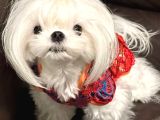 Kore Maltese Terri̇er Mama Malzeme Kampanyalı