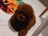 Toy Poodle Yavruları Mama Ve Malzeme Kampanyalı