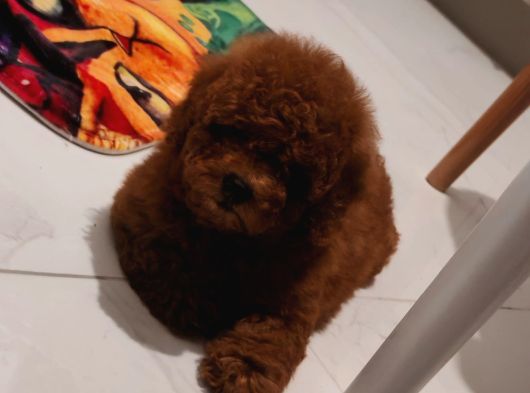 Toy Poodle Yavruları Mama Ve Malzeme Kampanyalı görsel