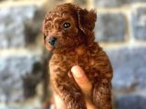 Toy Poodle Yavruları Mama Ve Malzeme Kampanyalı