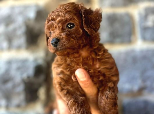 Toy Poodle Yavruları Mama Ve Malzeme Kampanyalı görsel