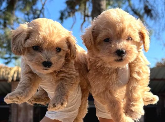 Maltipoo yavruları Mama ve malzeme paketi Kampanyalı