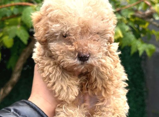 Maltipoo Yavruları Mama Ve Malzeme Paketi Kampanyalı görsel