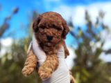 Çok Üst Kalite Toy Poodle Yavrular