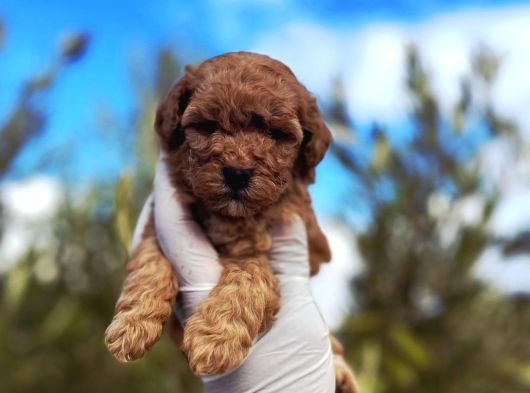 Çok Üst Kalite Toy Poodle Yavrular görsel