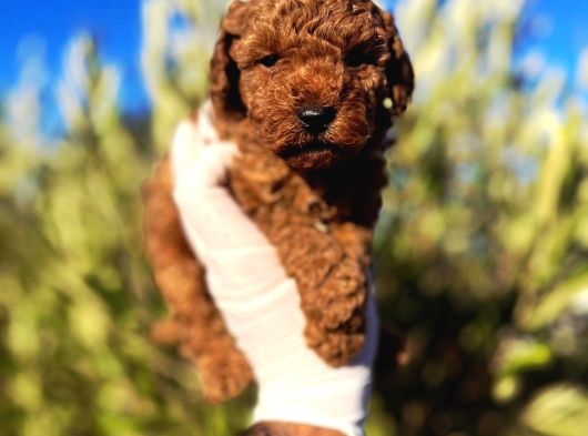 Çok Üst Kalite Toy Poodle Yavrular
