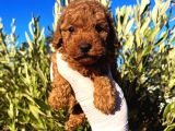 Çok Üst Kalite Toy Poodle Yavrular