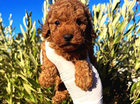 Çok Üst Kalite Toy Poodle Yavrular görsel