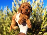 Çok Üst Kalite Toy Poodle Yavrular