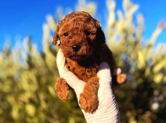Çok Üst Kalite Toy Poodle Yavrular görsel