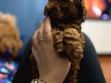 Toy Poodle Yavrulari Erkek