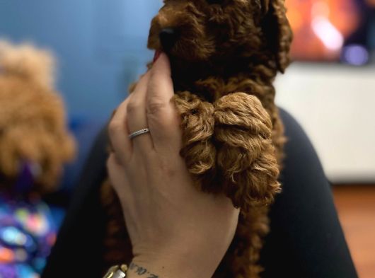 Toy Poodle Yavrulari Erkek görsel