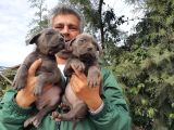 Cane Corsa Yavruları Mama Ve Malzeme Kampanyali