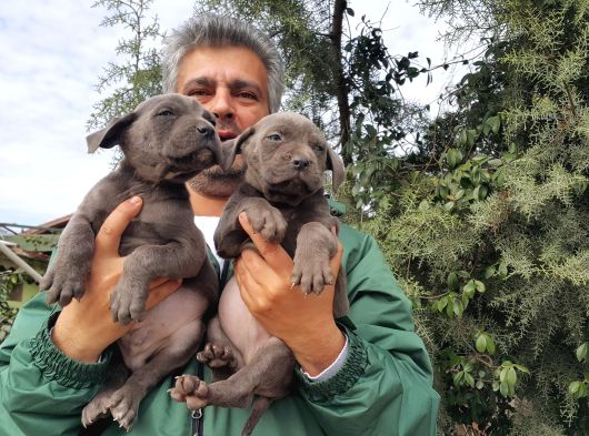 Cane Corsa Yavruları Mama Ve Malzeme Kampanyali görsel