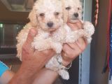 Maltipoo Yavrulari Mama Ve Malzeme Kampanyali