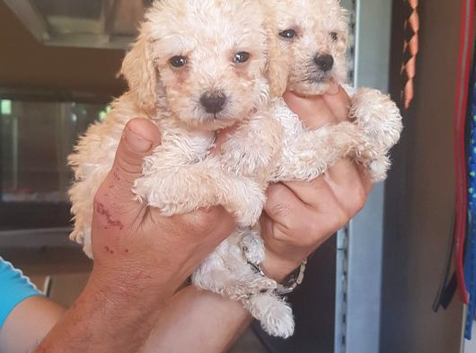 Maltipoo Yavrulari Mama Ve Malzeme Kampanyali görsel