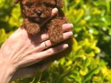 Safkan Kore Toy Poodle Bebekler