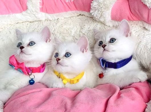 Kalite Sevenlere Zümrüt Silver Ve Maviş Silverpoınt Bebekler görsel