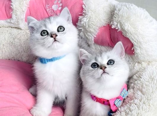 Kalite Sevenlere Zümrüt Silver Ve Maviş Silverpoınt Bebekler görsel