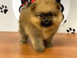 Orange Renk Safkan Pomeranian Boo Yavrular