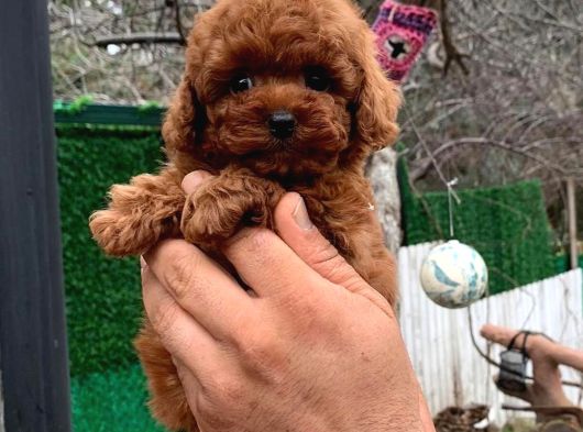 Safkan Kore Toy Poodle Bebekler görsel