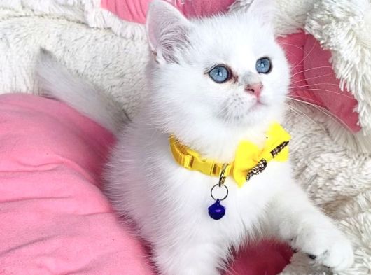 Kalite Sevenlere Zümrüt Silver Ve Maviş Silverpoınt Bebekler görsel