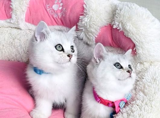 Kalite Sevenlere Zümrüt Silver Ve Maviş Silverpoınt Bebekler görsel