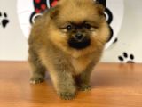 Orange Renk Safkan Pomeranian Boo Yavrular