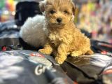 BİBLO GÜZELLİĞİNDE HİPOALERJENİK TEACUP MALTİPOO