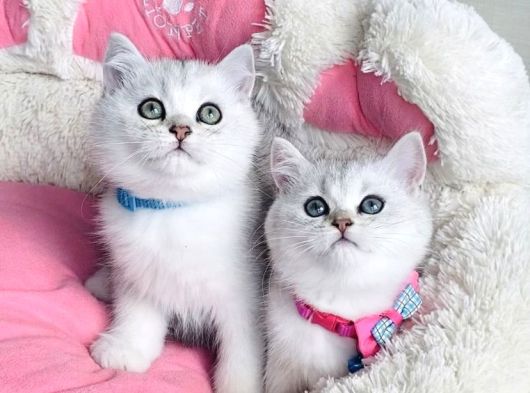 Kalite Sevenlere Zümrüt Silver Ve Maviş Silverpoınt Bebekler görsel
