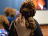 TOY POODLE YAVRULARI ERKEK