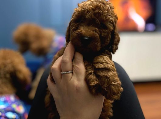 Toy Poodle Yavrulari Erkek