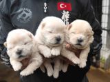 Chow Chow Yavrulari Mama Ve Malzeme Kampanyali