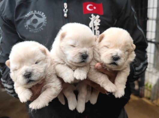 Chow Chow Yavrulari Mama Ve Malzeme Kampanyali görsel