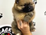 Orange Renk Safkan Pomeranian Boo Yavrular