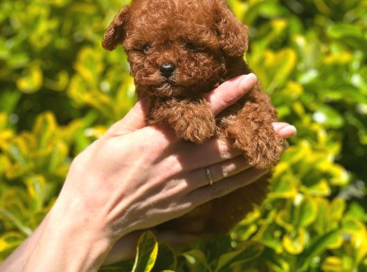 Safkan Kore Toy Poodle Bebekler görsel