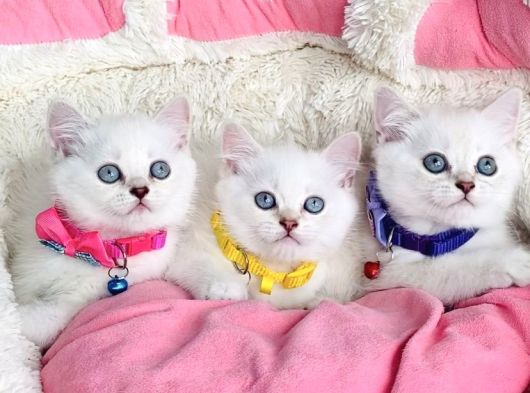 Kalite Sevenlere Zümrüt Silver Ve Maviş Silverpoınt Bebekler görsel