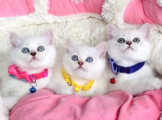 Kalite Sevenlere Zümrüt Silver Ve Maviş Silverpoınt Bebekler görsel
