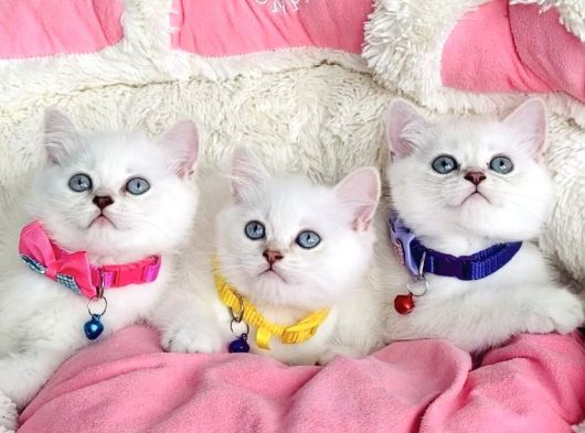 Kalite Sevenlere Zümrüt Silver Ve Maviş Silverpoınt Bebekler