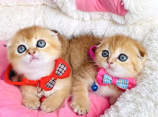 Scr Li Anne Babadan Golden Ny12 Scotısh Bebeklerim görsel