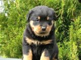 Macar Rottweiler Yavruları Mama Ve Malzeme Kampanyalı