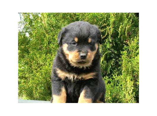 Macar Rottweiler Yavruları Mama Ve Malzeme Kampanyalı görsel